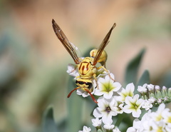 Pterocheilus pimorum