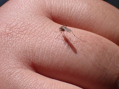 Aedes increpitus