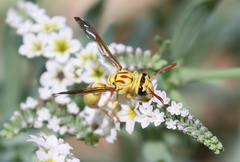 Pterocheilus pimorum