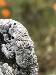 Pseudothelomma occidentale