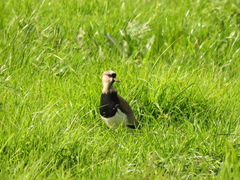 Vanellus chilensis