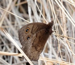 Cercyonis pegala boopis