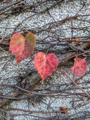 Parthenocissus tricuspidata