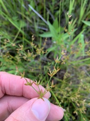 Juncus diffusissimus