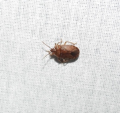 Discocephalinae