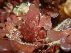 Lebbeus lagunae