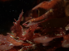 Lebbeus lagunae