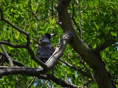 Corvus frugilegus