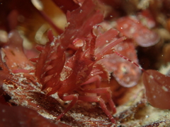 Lebbeus lagunae