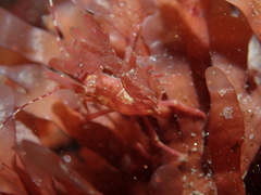 Lebbeus lagunae
