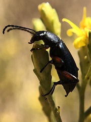 Stenochidus gracilis