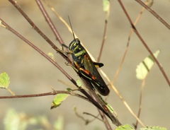 Schistocerca melanocera