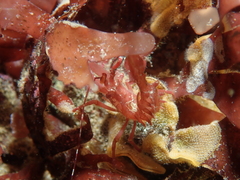 Lebbeus lagunae