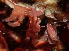 Lebbeus lagunae