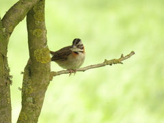 Zonotrichia capensis