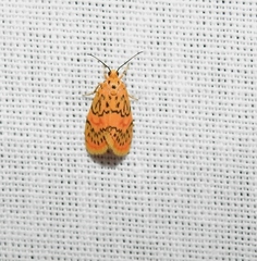 Barsinella mirabilis