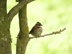 Zonotrichia capensis
