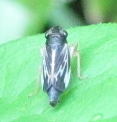 Evacanthus nigramericanus