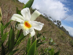 Sobralia virginalis