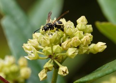Ancistrocerus adiabatus