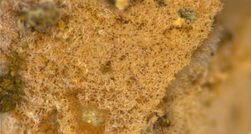 Hypomyces cervinigenus