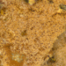 Hypomyces cervinigenus