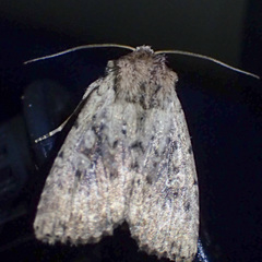 Dasygaster nephelistis