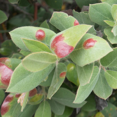 Exobasidium arctostaphyli