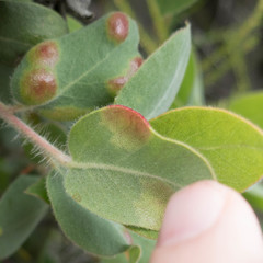 Exobasidium arctostaphyli