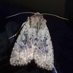 Dasygaster nephelistis