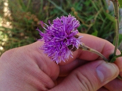 Vernonia greggii