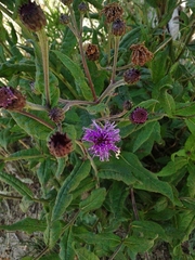 Vernonia greggii