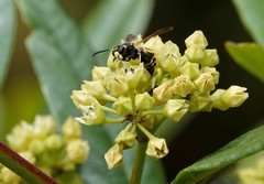 Ancistrocerus adiabatus