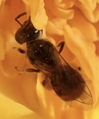 Lasioglossum