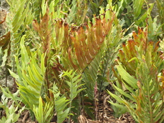 Phlebodium pseudoaureum