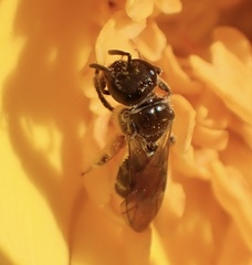 Lasioglossum