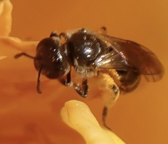 Lasioglossum