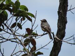 Knipolegus poecilurus