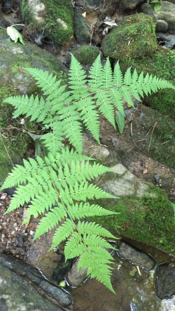 Mariana Maiden Fern from Mansfield, GA 30055, USA on June 4, 2022 at 02