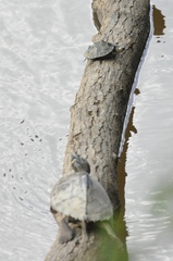 Graptemys sabinensis