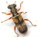 Phyllobaenus arizonicus - Photo (c) Mike Quinn, Austin, TX, some rights reserved (CC BY-NC), uploaded by Mike Quinn, Austin, TX