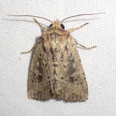 Dasygaster nephelistis