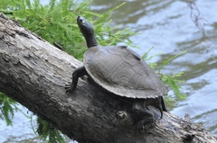 Graptemys sabinensis