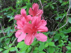 Rhododendron kaempferi