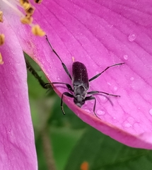Grammoptera subargentata
