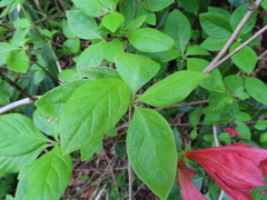 Rhododendron kaempferi