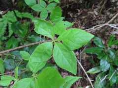 Rhododendron kaempferi