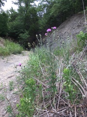 Cirsium engelmannii