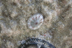 Fissurella barbadensis