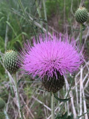 Cirsium engelmannii
